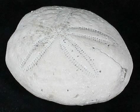 Fossil Sea Urchin (Eupatagus) - Florida (#28796) For Sale - FossilEra.com