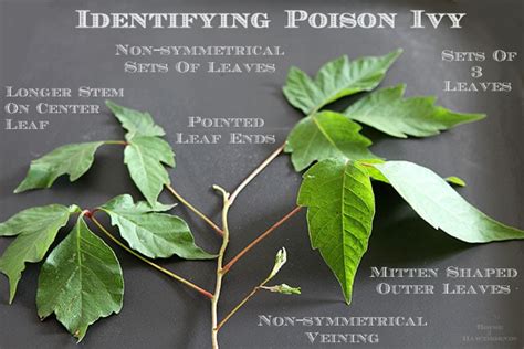 Poison Ivy 101: How To Identify, Treat And Prevent - House of Hawthornes