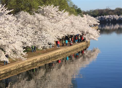 Cherry blossom time in Washington D.C. reveals a warming planet | Grist