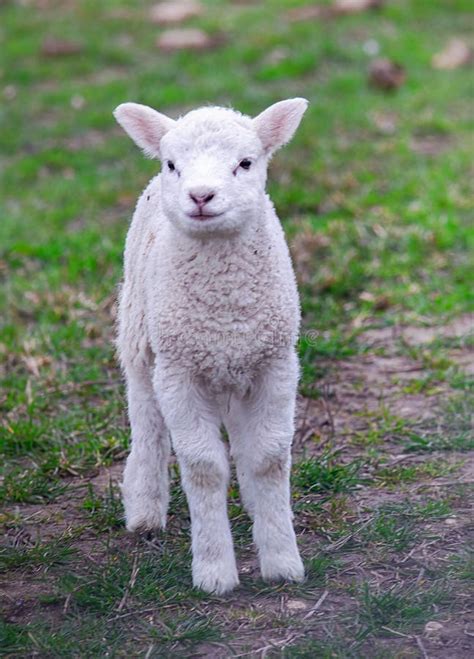 Cute Little White Lamb on the Field Stock Image - Image of young, herbivore: 243878059