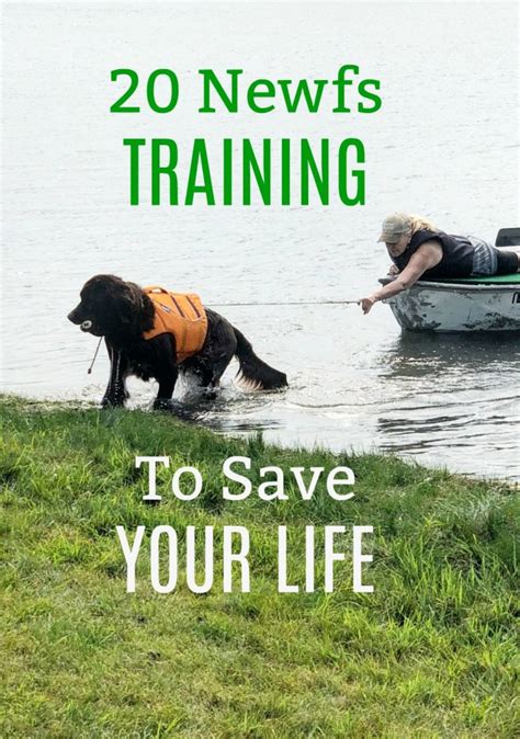 20 Newfoundlands That Are Training To Save Your Life - My Brown Newfies