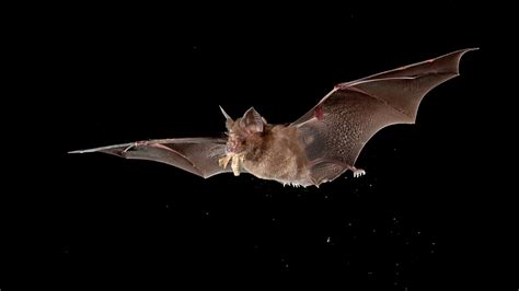 How Do Bats Live With So Many Viruses? - The New York Times