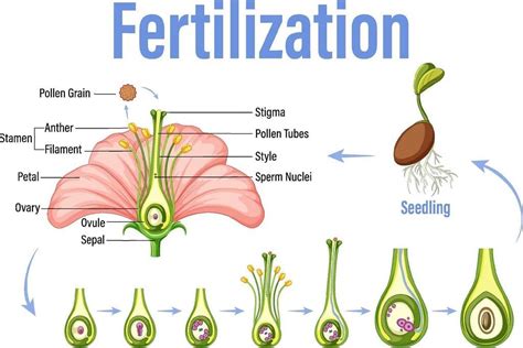 Fertilization Process In Plants