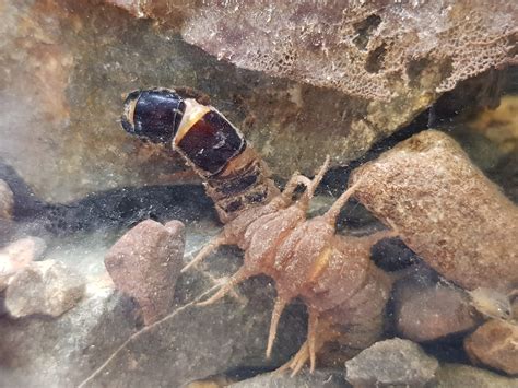 Dobsonfly - Puketi Forest Trust, Northland, New Zealand.