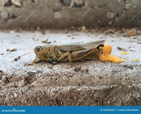 Grasshopper Melanoplus Laying Eggs Stock Image - Image of america, laying: 159202267