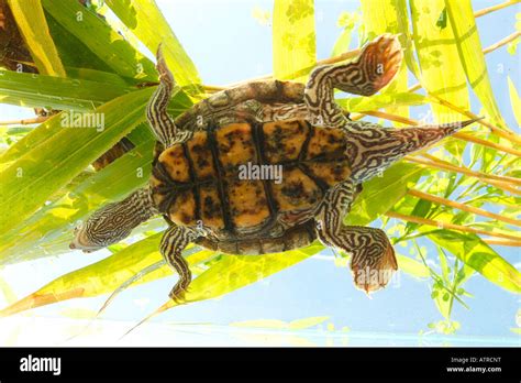 Mississippi Map Turtle Stock Photo - Alamy