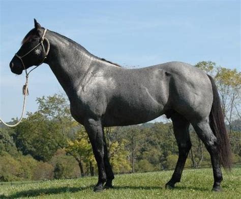 Australian Stock Horse Info, Origin, History, Pictures