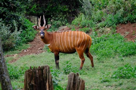 13 Wild Animals in Sierra Leone [Wildlife in Sierra Leone] - Kevmrc