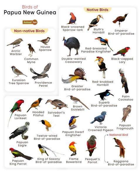 List of Birds Found in Papua New Guinea with Pictures