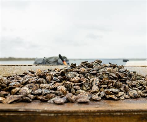 Ninigret Nectar Oysters from Charlestown, RI - Island Creek Oysters ...