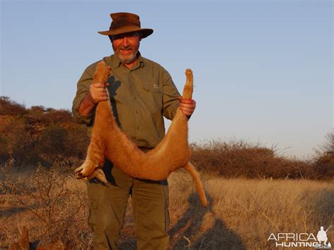 Hunting Caracal in Namibia | AfricaHunting.com