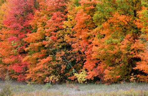 Row of autumn trees stock photo. Image of colors, cover - 27141386