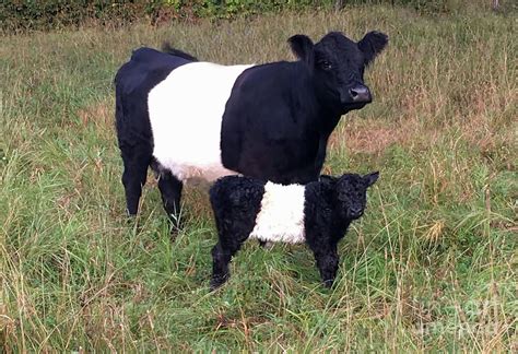 Calf and Cow Belted Galloway Photograph by D Hackett | Pixels