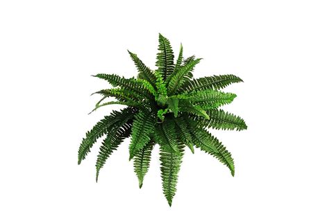 Plants PNG Transparent Images - PNG All