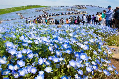 Hitachi Seaside Park in the Ibaraki Prefecture | Travel to Japan from Canada | JAPAN IN CANADA