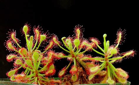 Top 10 Deadly And Fascinating Carnivorous Plants