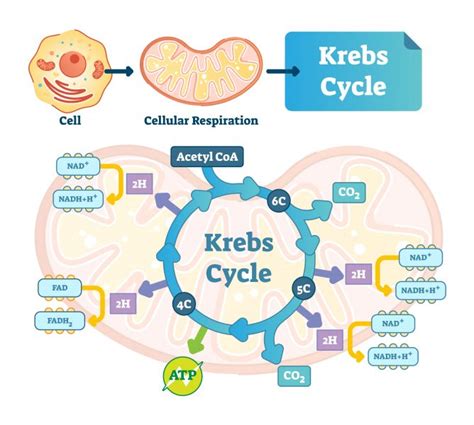 What Is Citric Acid? | The Chemistry Blog