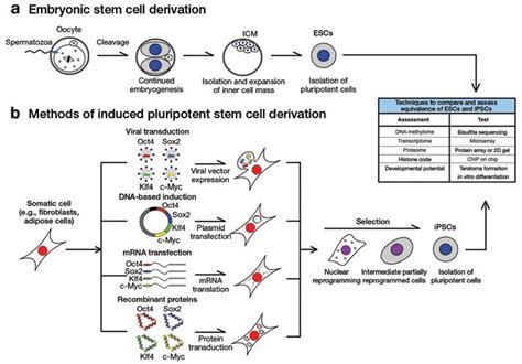 Induced Pluripotent Stem Cells