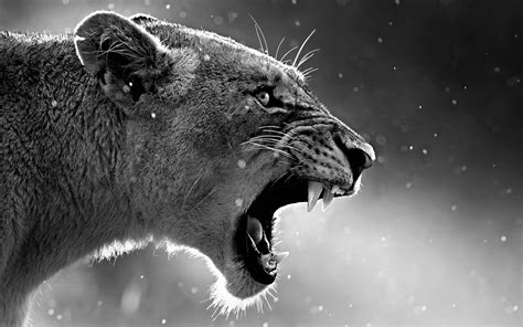 2880x1800 Lion Roaring Macbook Pro Retina HD 4k Wallpapers, Images, Backgrounds, Photos and Pictures