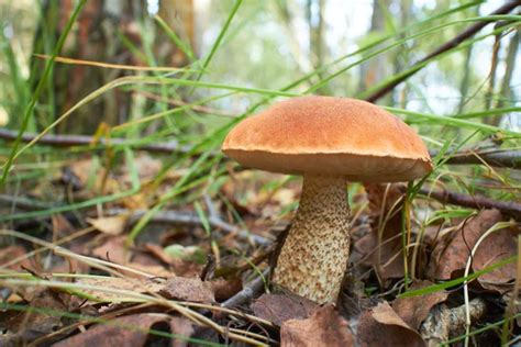 Edible mushrooms in forest — Stock Photo © hydromet #1617383