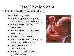 Fetal Development > Third Trimester > Pregnancy | @brianameyer | MrOwl