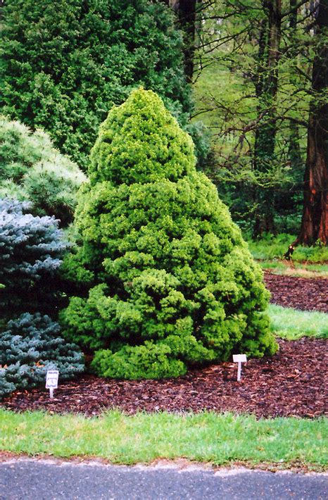 Dwarf Alberta Spruce (Picea glauca 'Conica') in Columbus Dublin ...