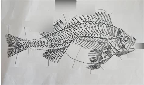 fish skeleton Diagram | Quizlet