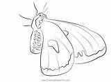 Moth Up Coloring Page For Kids  Free Moths Printable Pages sketch template