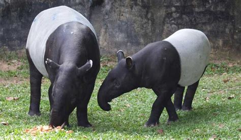 National animal of Belize | Interesting facts about Tapir