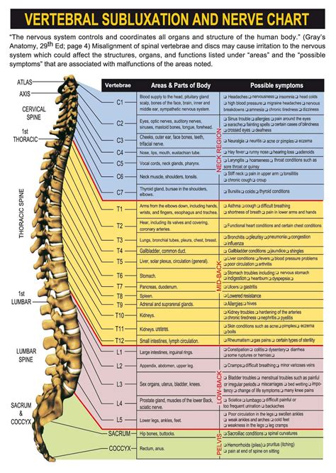 Anatomypancreas Cervical Spinal Nerves