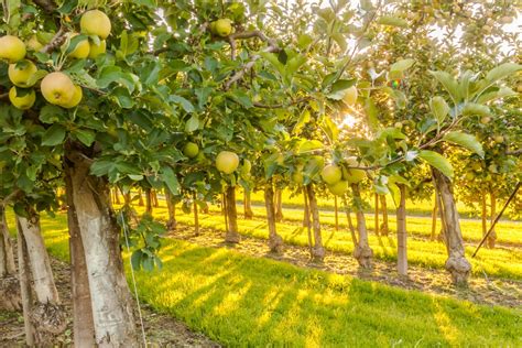 How To Prepare Your Land For Your Own Backyard Orchard - Ways2GoGreen Blog