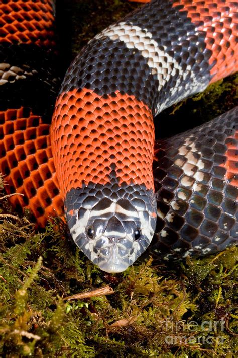 Tri-colored Hognose Snake #2 Photograph by Gregory G. Dimijian - Pixels