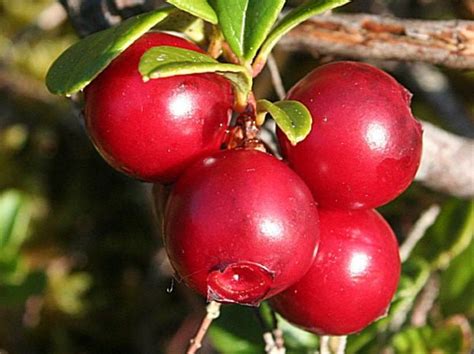 Health Benefits Of Bearberry - Home Remedies And Natural Treatments In USA