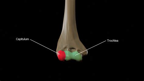 Humerus 3d Anatomy | Doc Jana