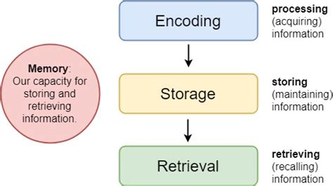 Introduction To The Neuroscience Of Learning