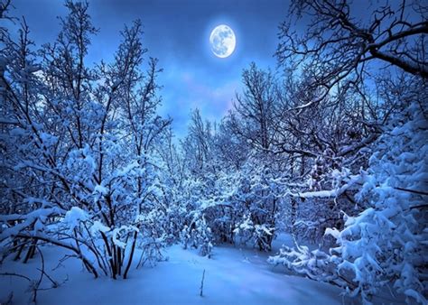 Night Snow Covered Forest Winter Scene Backdrop Christmas Party Photography Background