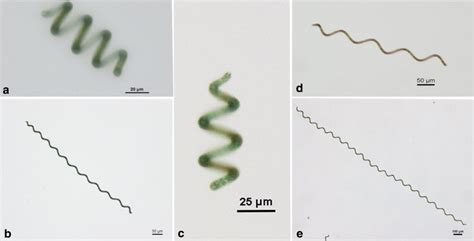 Morphology of different Arthrospira strains in separation and ...