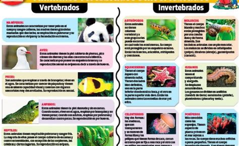 Cuadros Comparativos De Animales Vertebrados E Invertebrados Kulturaupice – Rainy Weathers