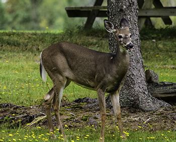 Deer Fibroma: Wildlife Diseases: Living with Wildlife: Wildlife: Fish & Wildlife: Maine Dept of ...