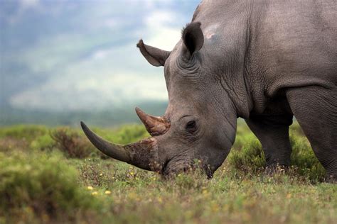 Os animais mais perigosos do mundo