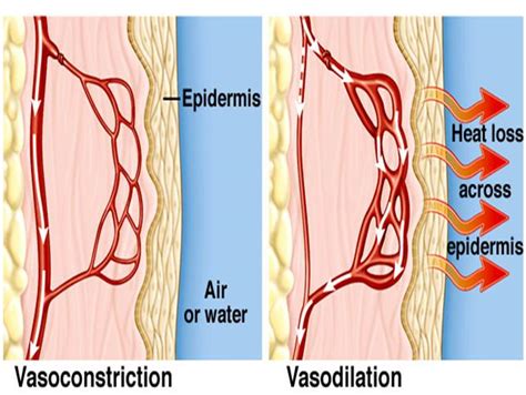 IGCSE Biology: 2.89 Describe the role of the skin in temperature ...