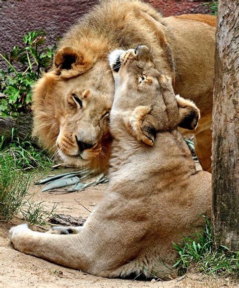 Elderly Lion Couple That Were Soulmates Are Put To Sleep At The Same ...