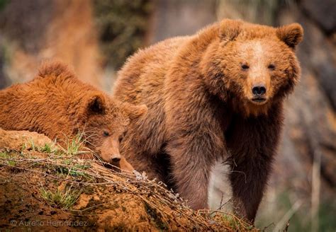 Brown bears at Cabarceno Natural Park in Cantabria, Spain | Brown bear, Grizzly bear photography ...