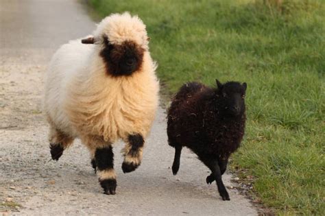 Chingum — Discover Curiosities: Valais Blacknose Swiss Sheep