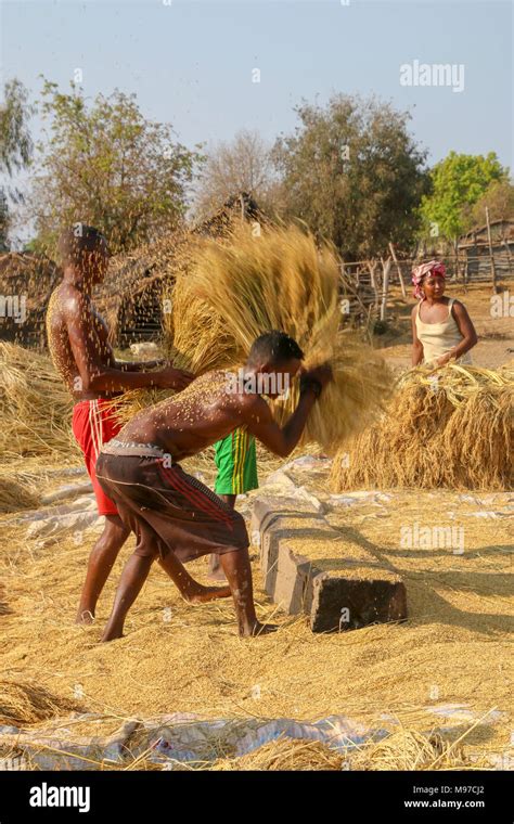 Chaff wheat hi-res stock photography and images - Alamy