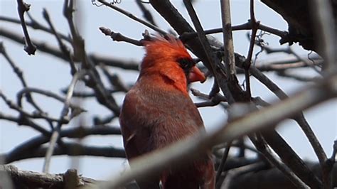 Male Cardinal Continues Singing - YouTube