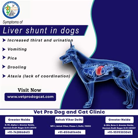 symptoms of liver shunt in dogs