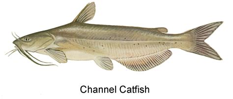 Channel Catfish Clip Art