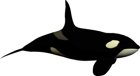 Page 2 for Orca clipart - Free Cliparts & PNG - Orca animation, Orca ...