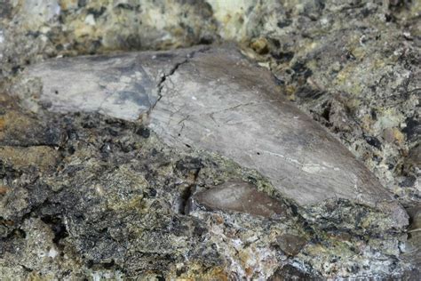 Fossil Turtle Bones & Crocodilian Tooth - Aguja Formation, Texas ...